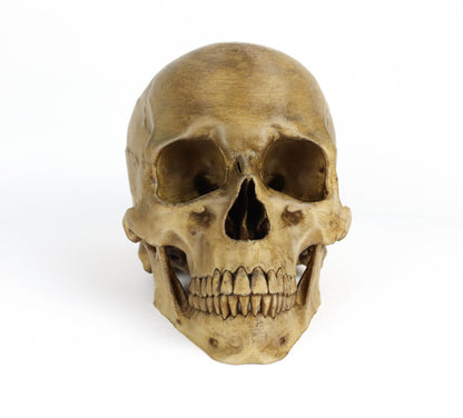 Aged Human Skull Decor, Lifesize Horror Prop, Headphone Holder Decoration