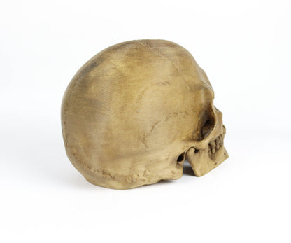 Aged Human Skull Decor, Lifesize Horror Prop, Headphone Holder Decoration