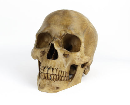 Aged Human Skull Decor, Lifesize Horror Prop, Headphone Holder Decoration