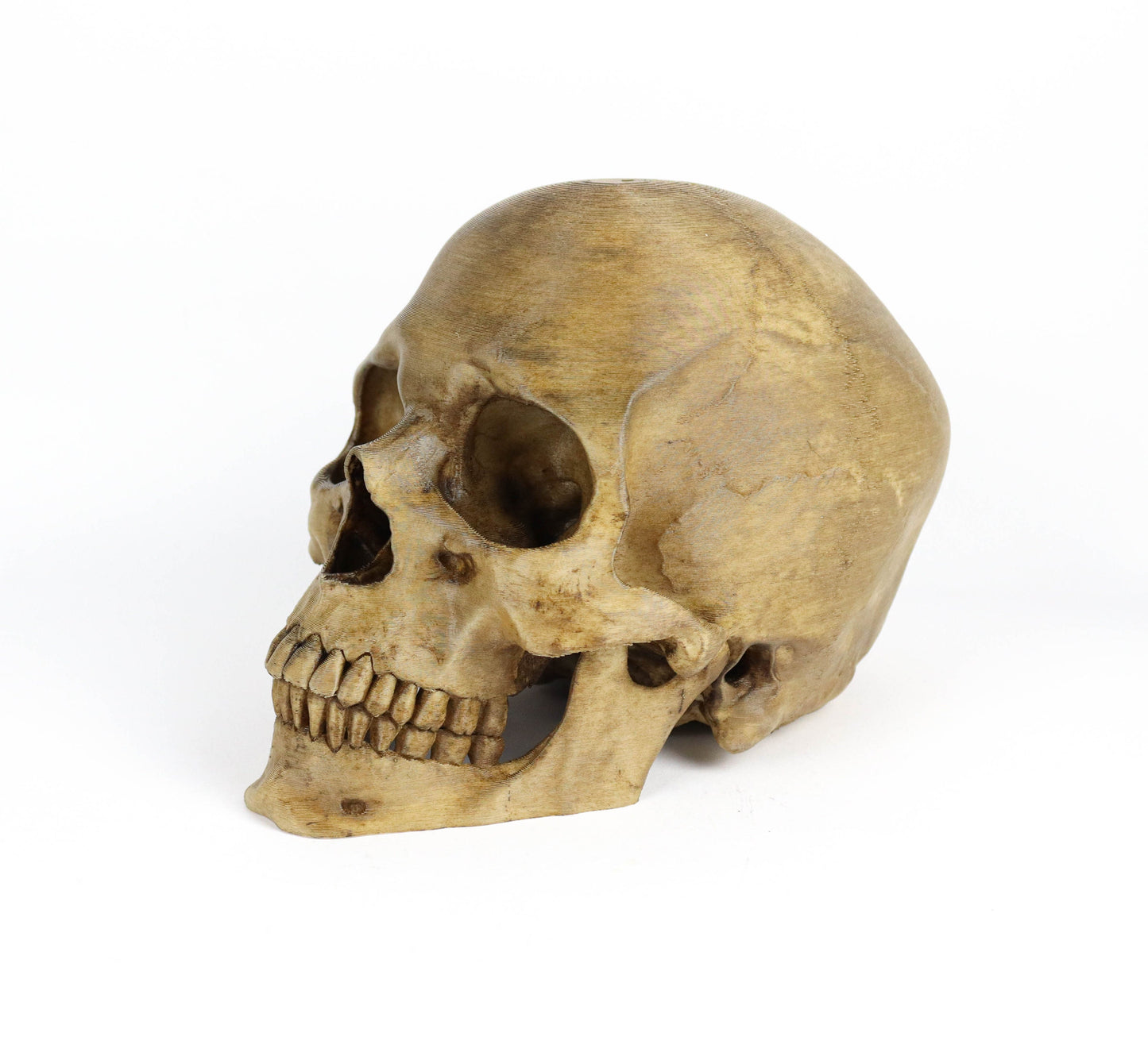 Aged Human Skull Decor, Lifesize Horror Prop, Headphone Holder Decoration