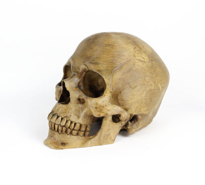 Aged Human Skull Headphone Holder, Skull Horror Decor Headphone stand
